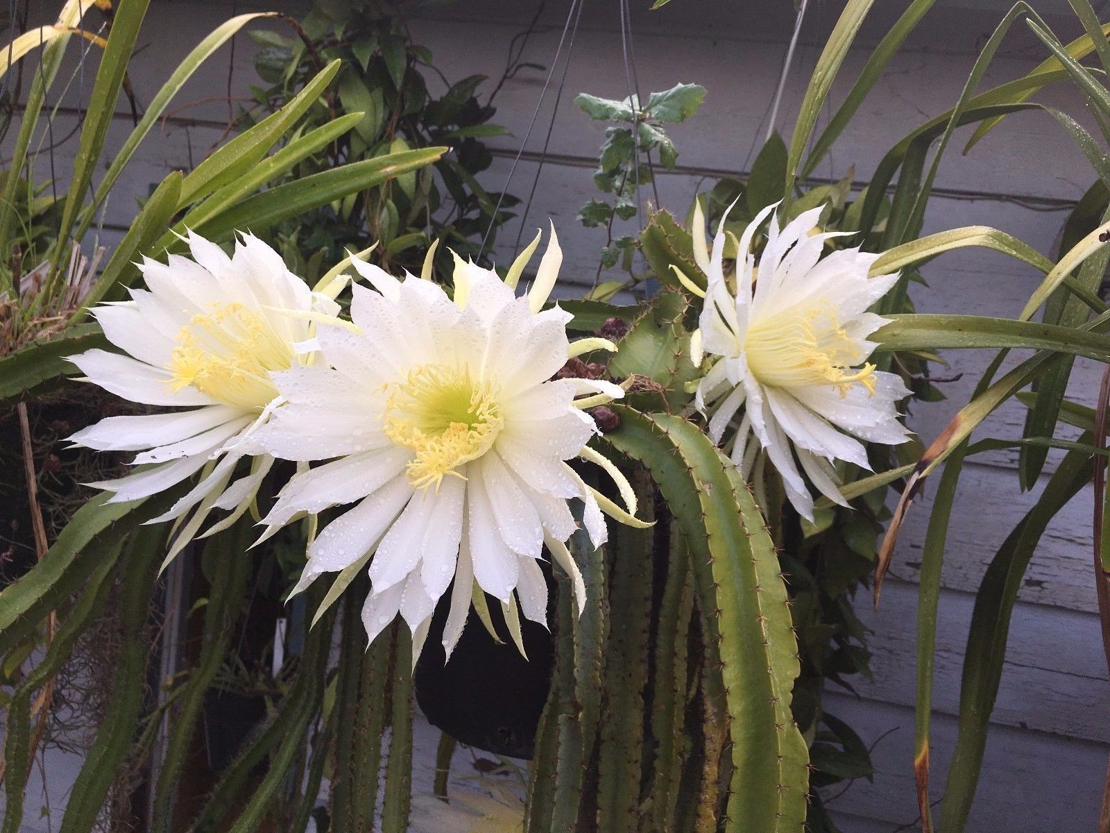 Selenicereus "Testudo"  aka "Moonlight Cactus" cuttings