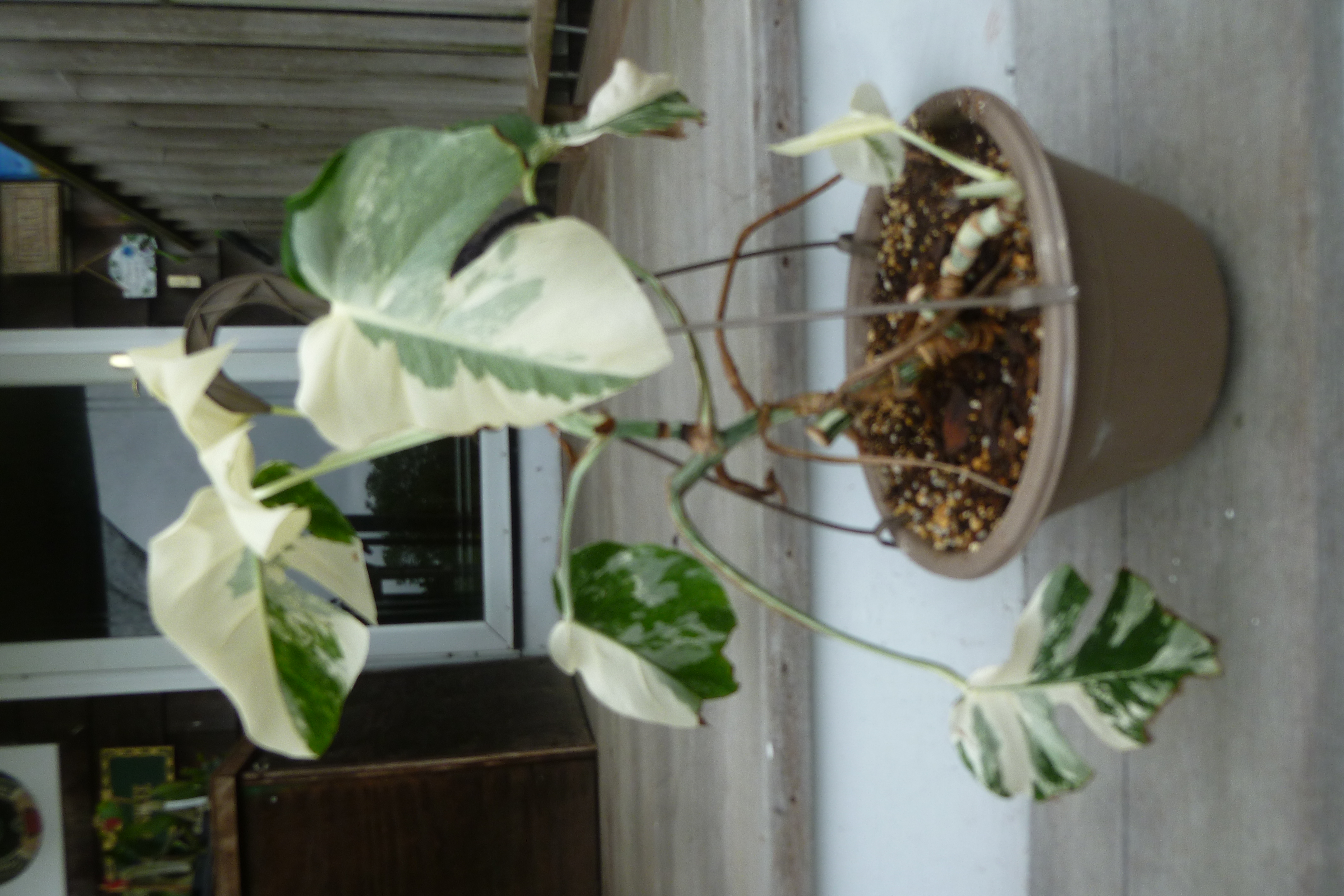 Monstera Albo Variegata