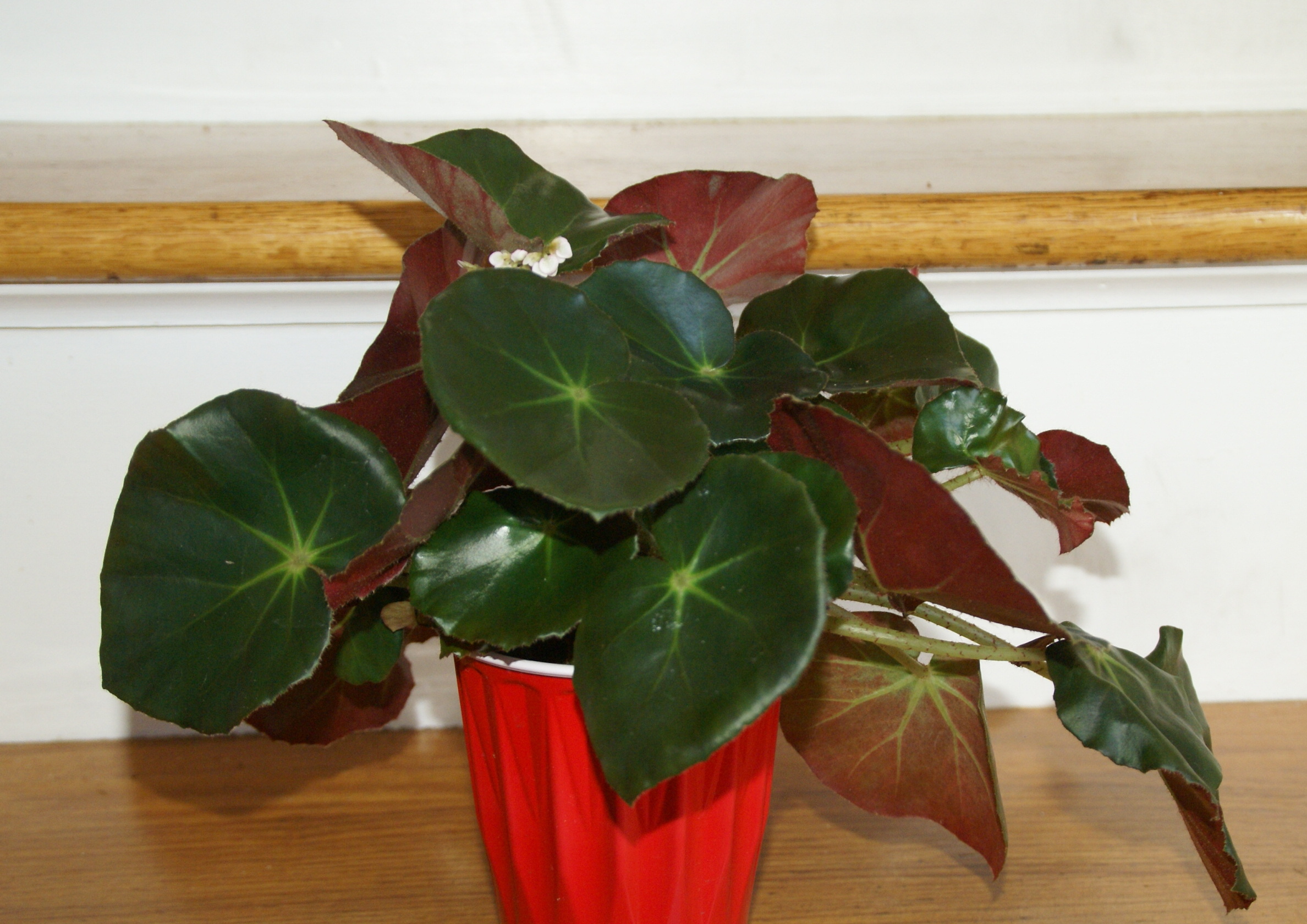 Begonia Rooted Plant