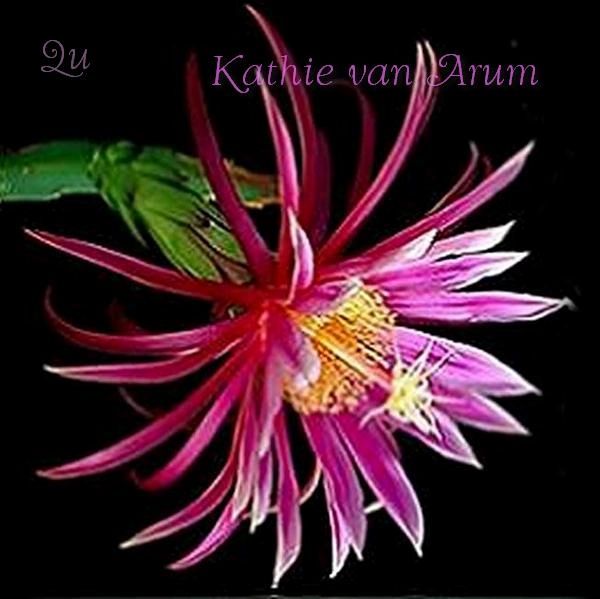 Kathie van Arum Hylocereus Orchid Cactus