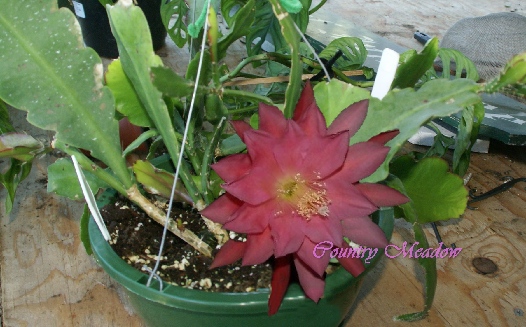 Epiphyllum "Country Meadow"