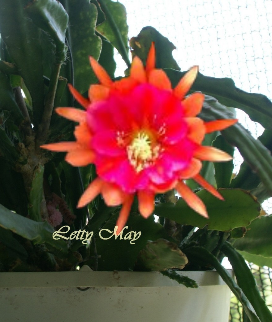 Epiphyllum Hybrid "Letty May"
