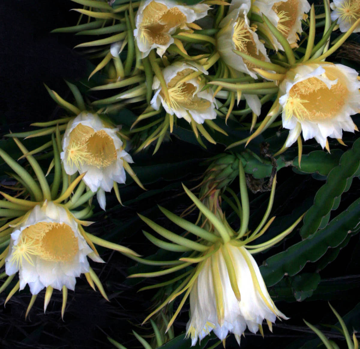 Hylocereus Megalanthus (Dragon Fruit) Night blooming cuttings