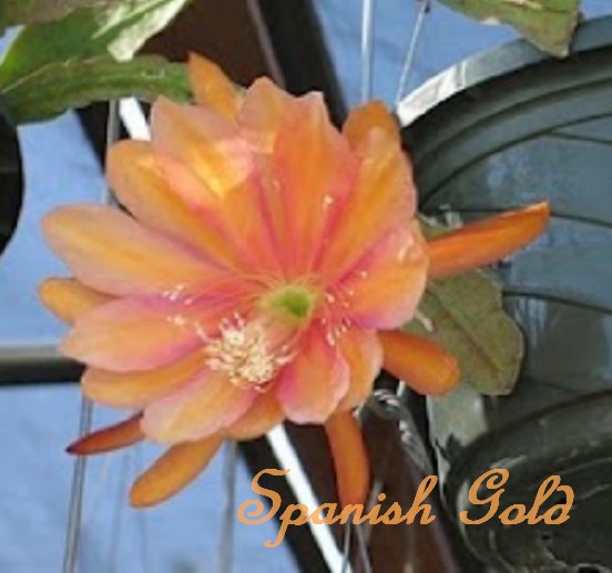 Epiphyllum "Spanish Gold" Orchid Cactus cutting