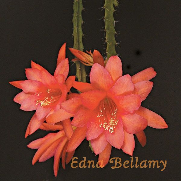 Aporophyllum "Edna Bellamy"