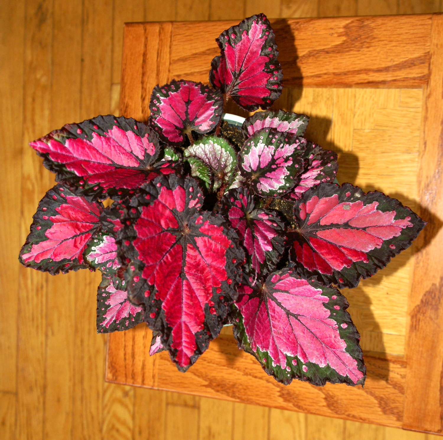 Rex Begonia Plant