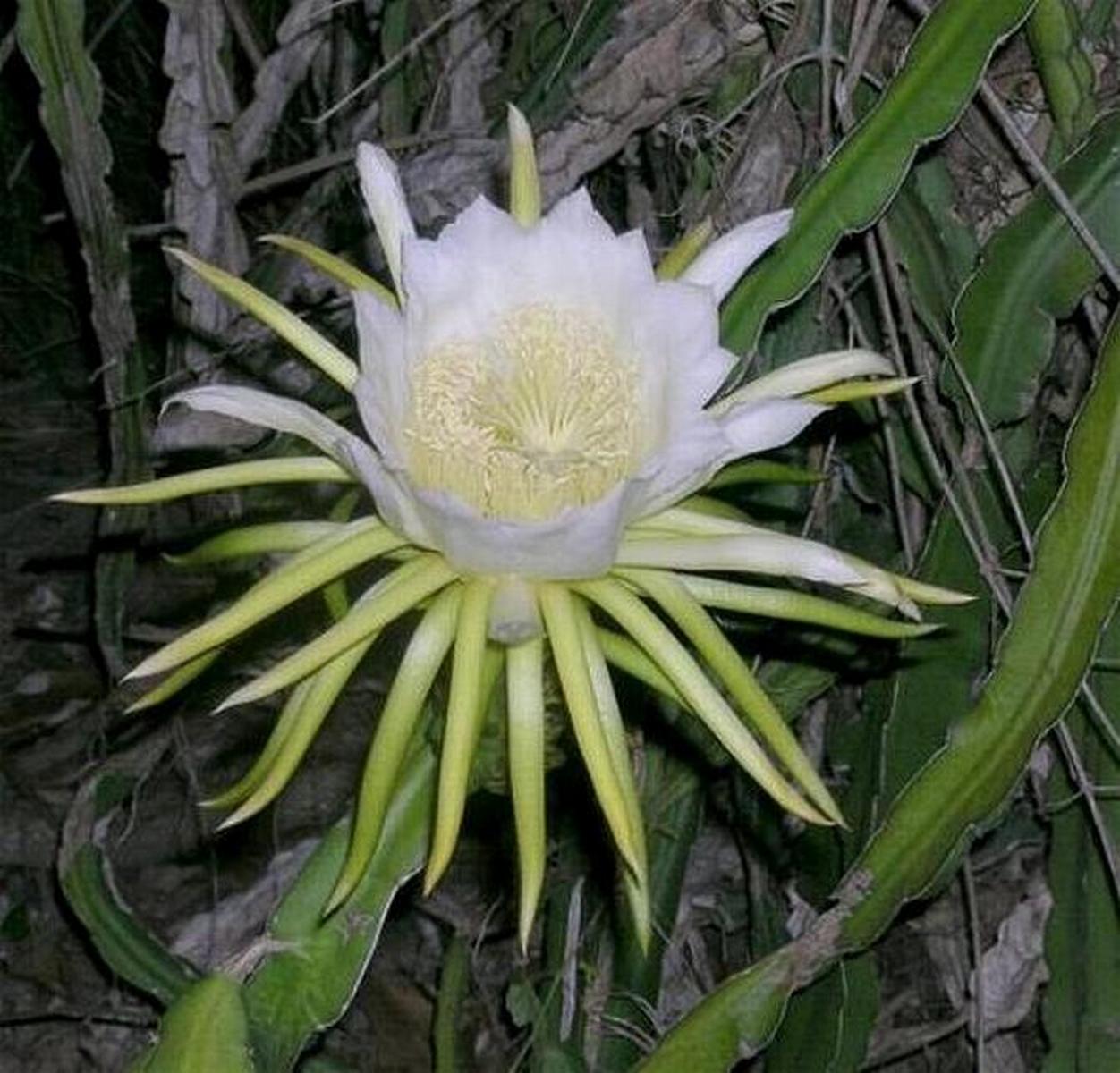Selenicereus "Testudo"  aka "Moonlight Cactus" cuttings