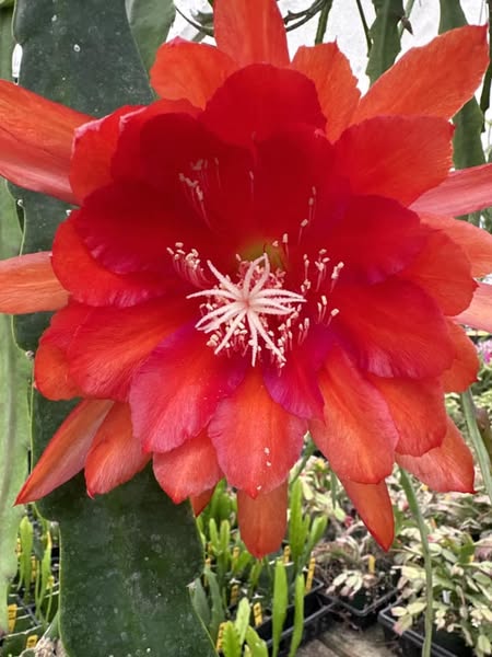 Epiphyllum "Jevdoksia Stresjnjova"