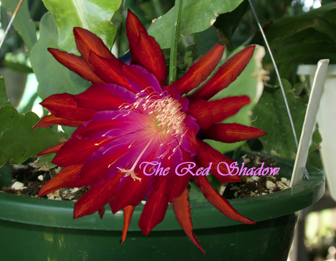 "The Red Shadow" Orchid Cactus