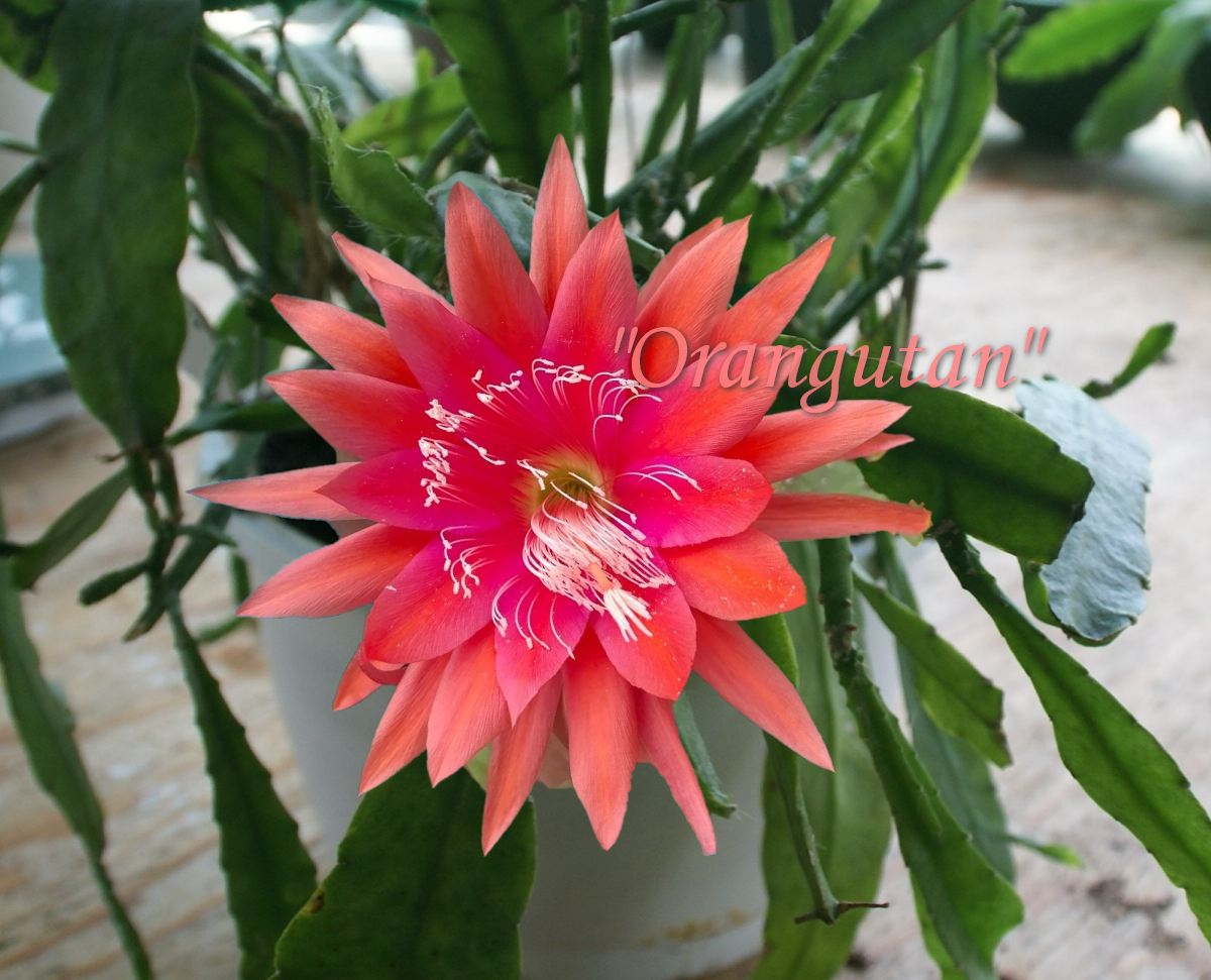 "Orangutan" Epiphyllum Cactus
