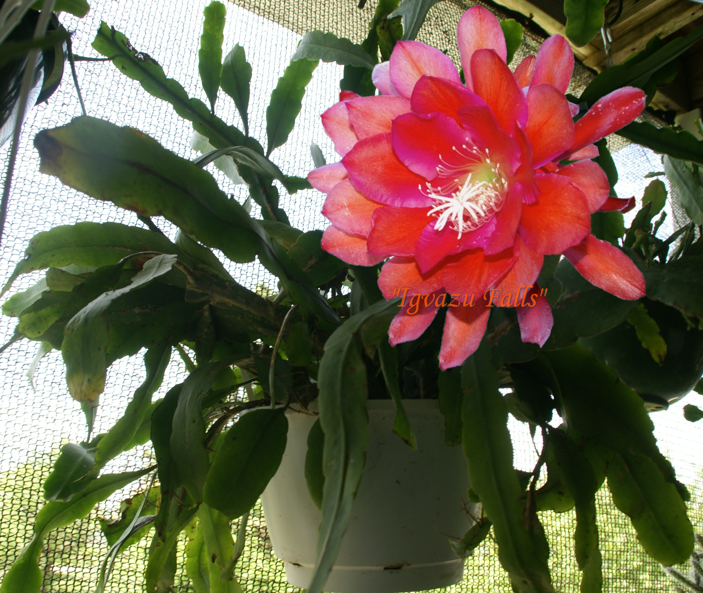 Epiphyllum Hybrid "Igvazu Falls" Cactus