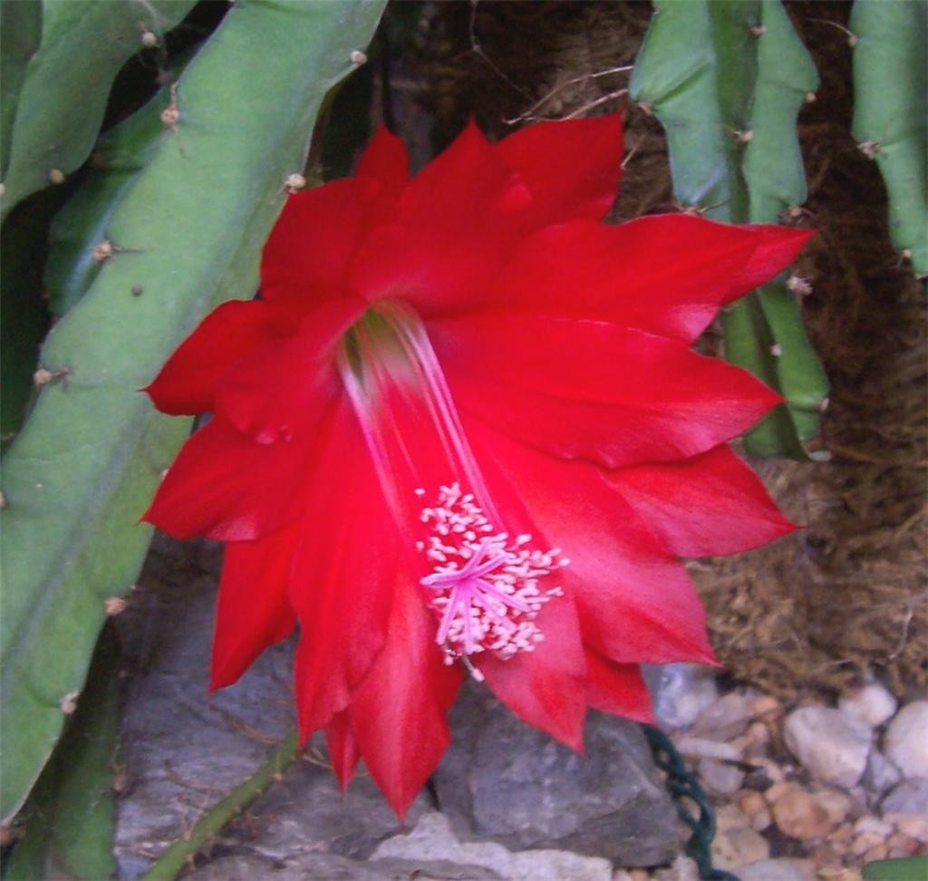 Epiphyllum Orchid Cactus "Ackermannii"