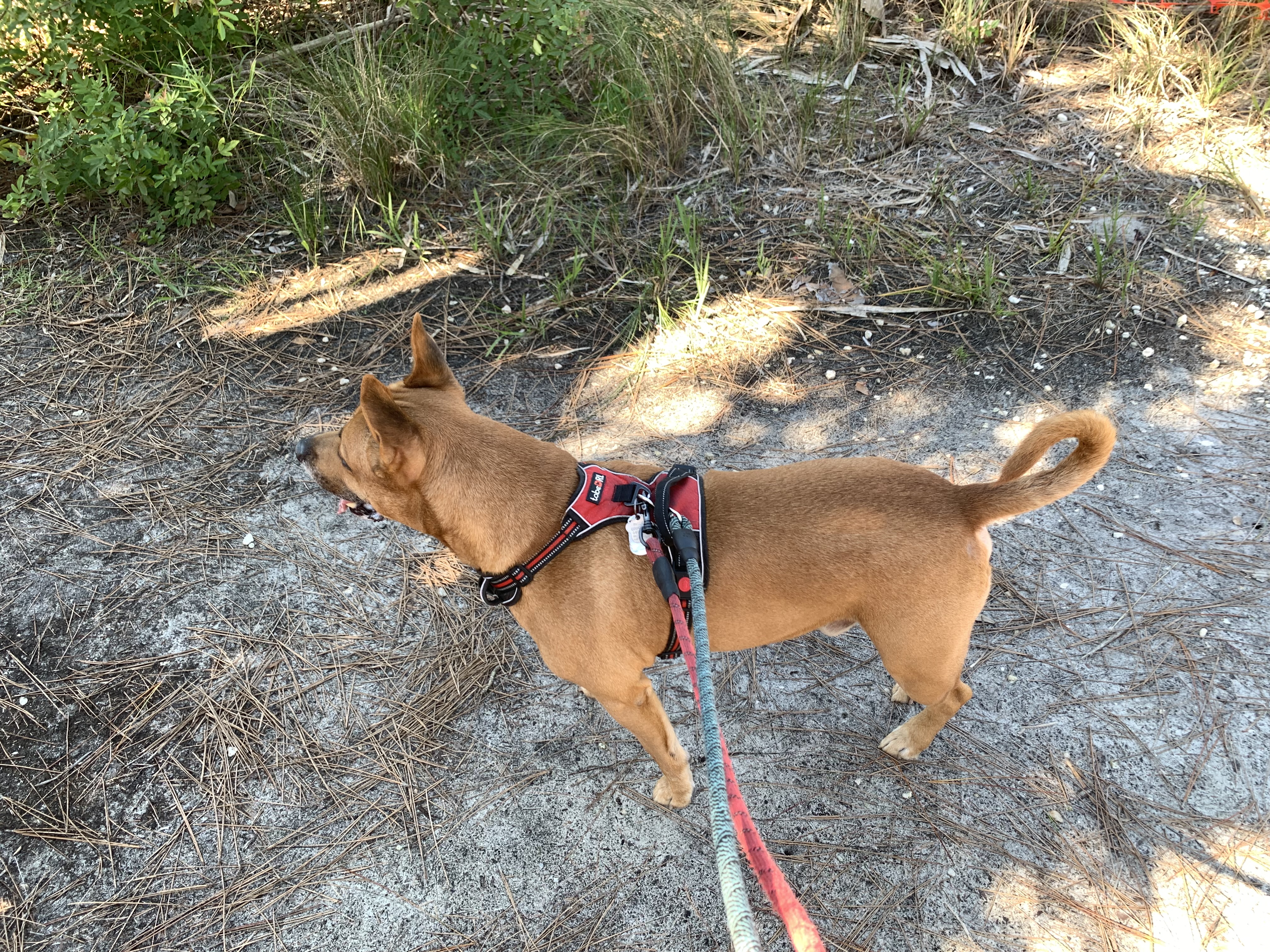Red Dog Harness