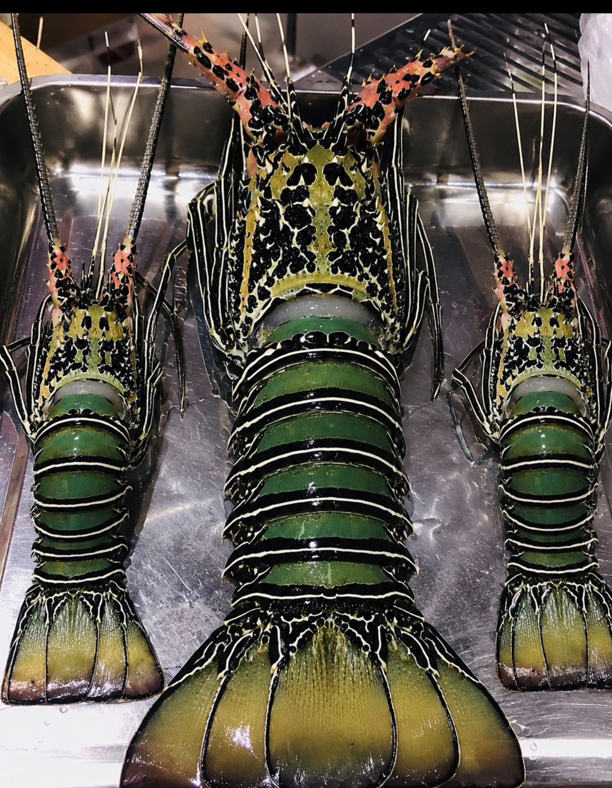 Giant Lobster (3 full Giant Lobster)
