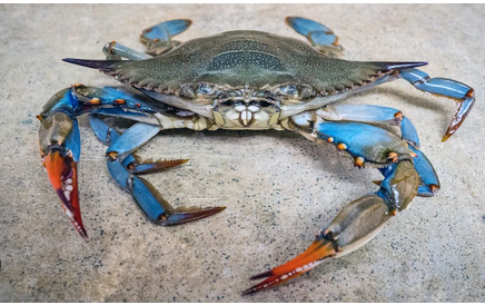 Fresh Blue Crab