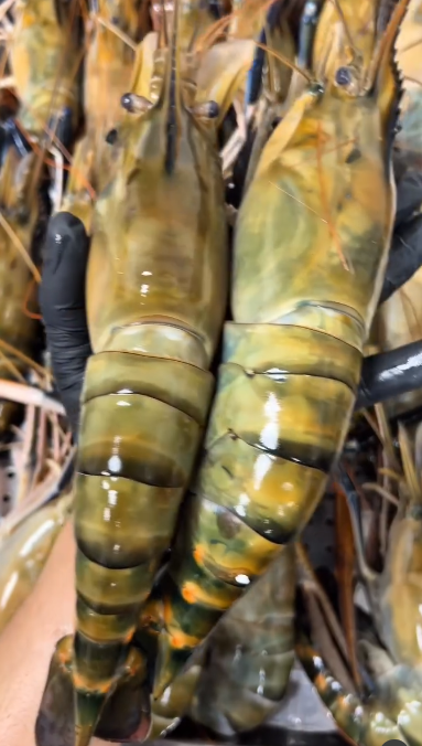 Giant Tiger Prawns 