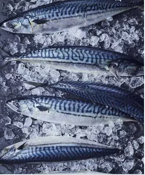 Mackerel