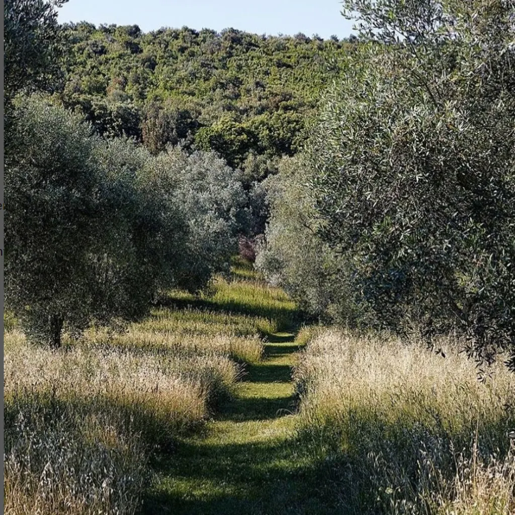 LADOLEA Premium extra natives Olivenöl 500ml