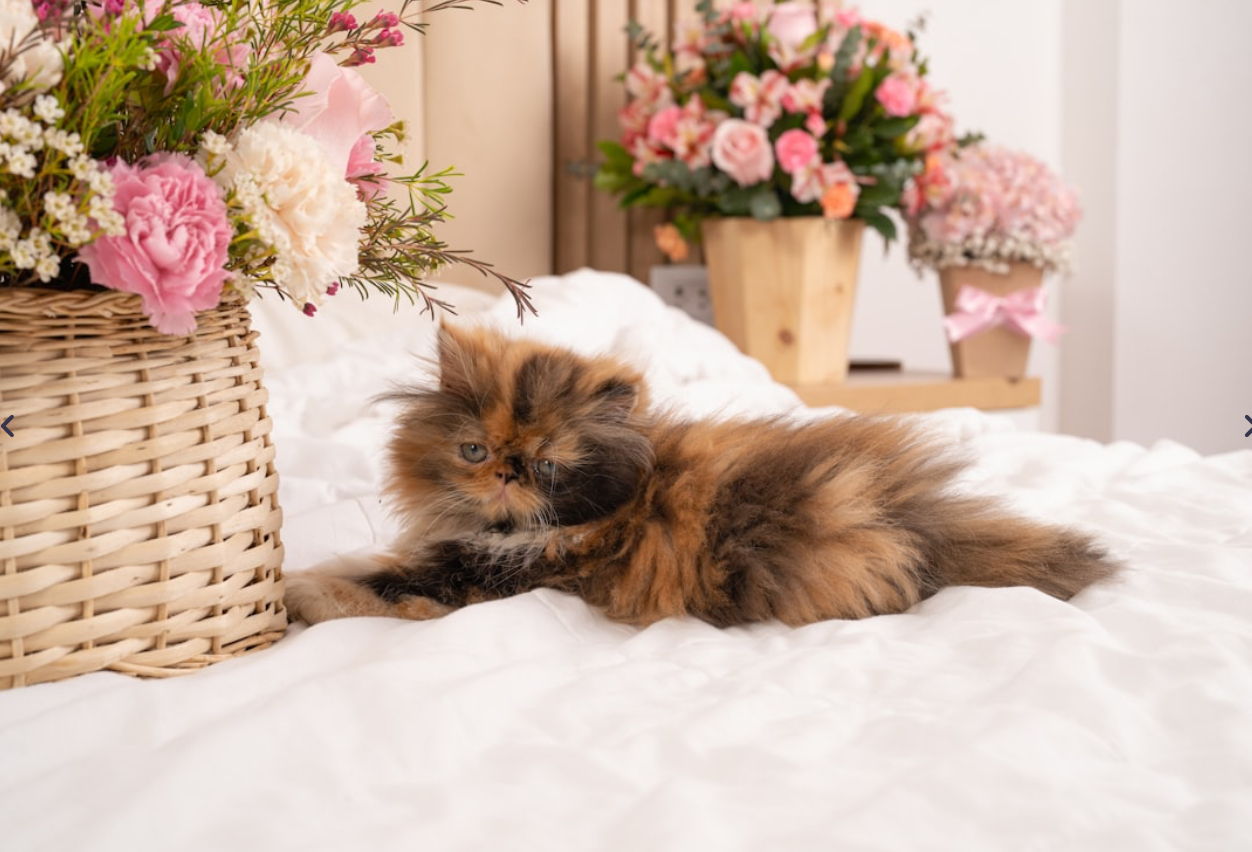 Lux Classic 6-piece Ultra Soft Extra Deep Pocket Bed Sheet Set - Full