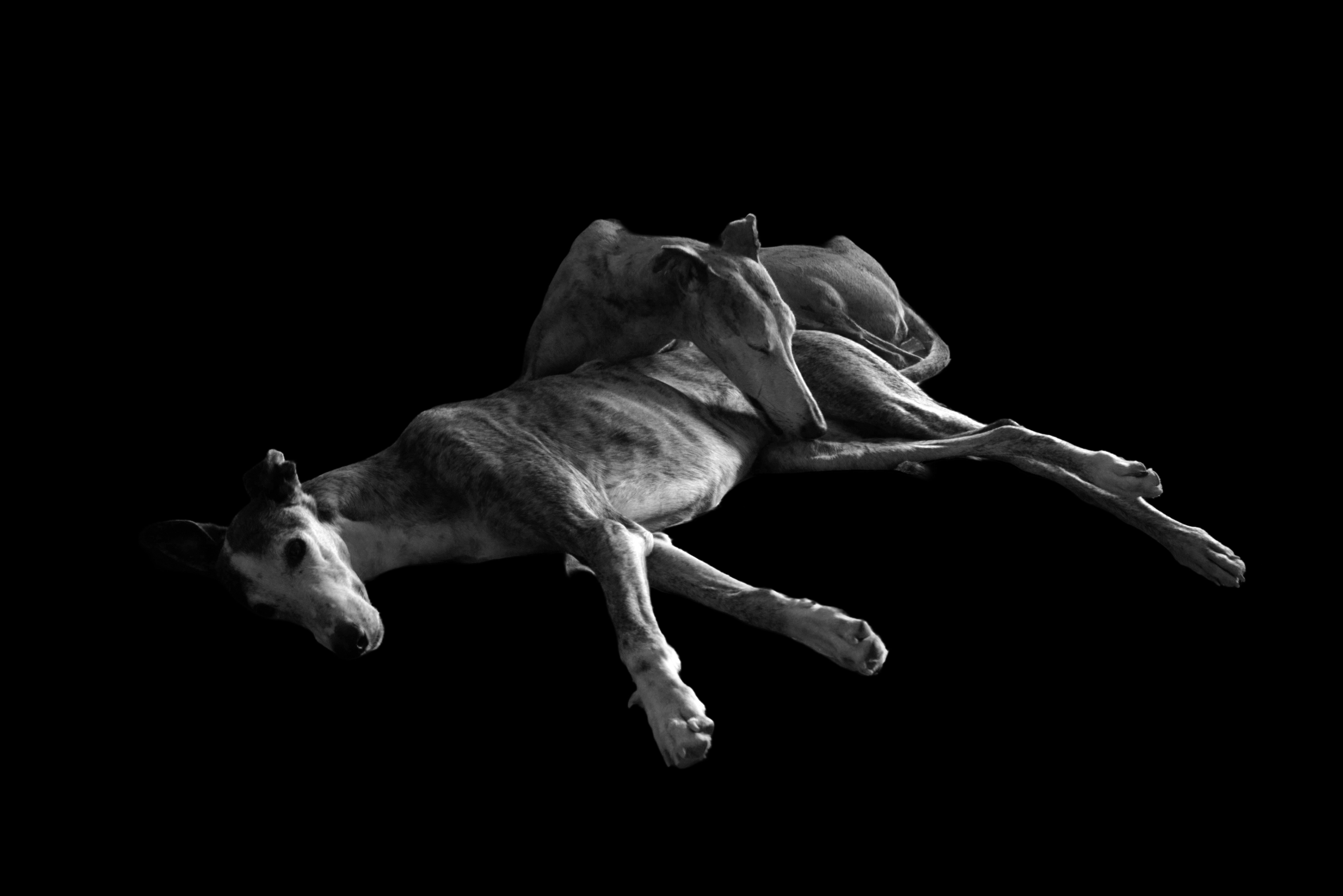 El descanso del dolor