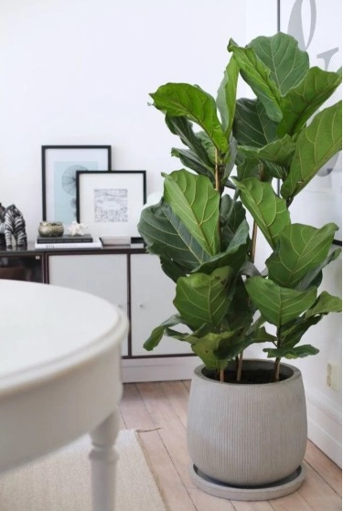 Catalogo de Plantas de interior