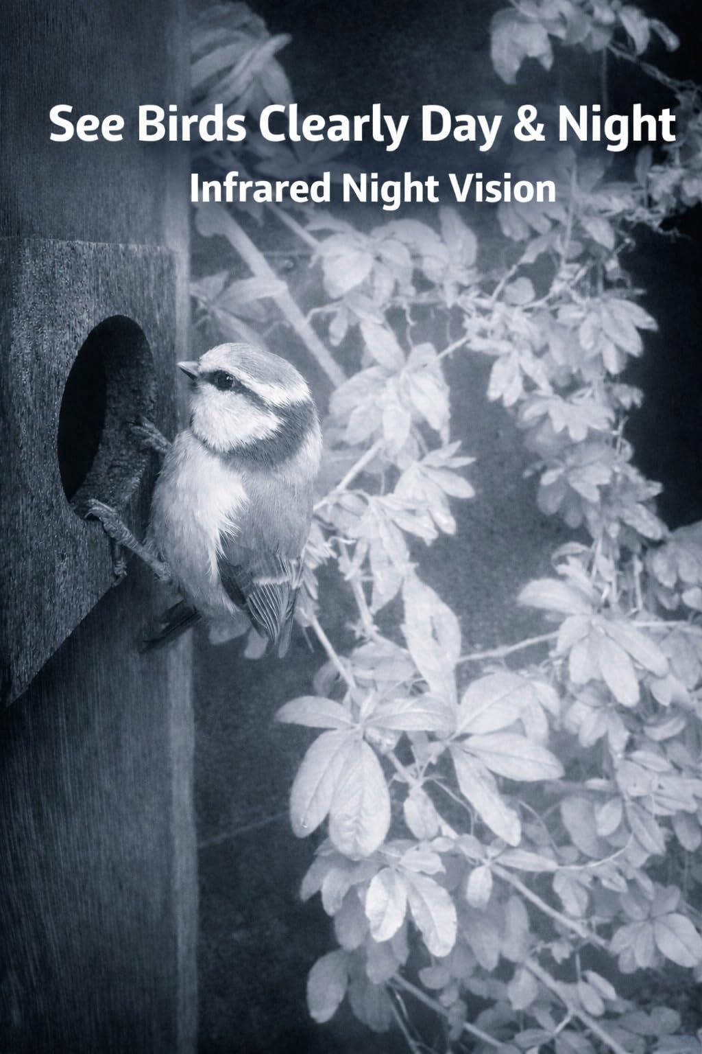 Nest Box Solar Camera For Entrance Monitoring 
