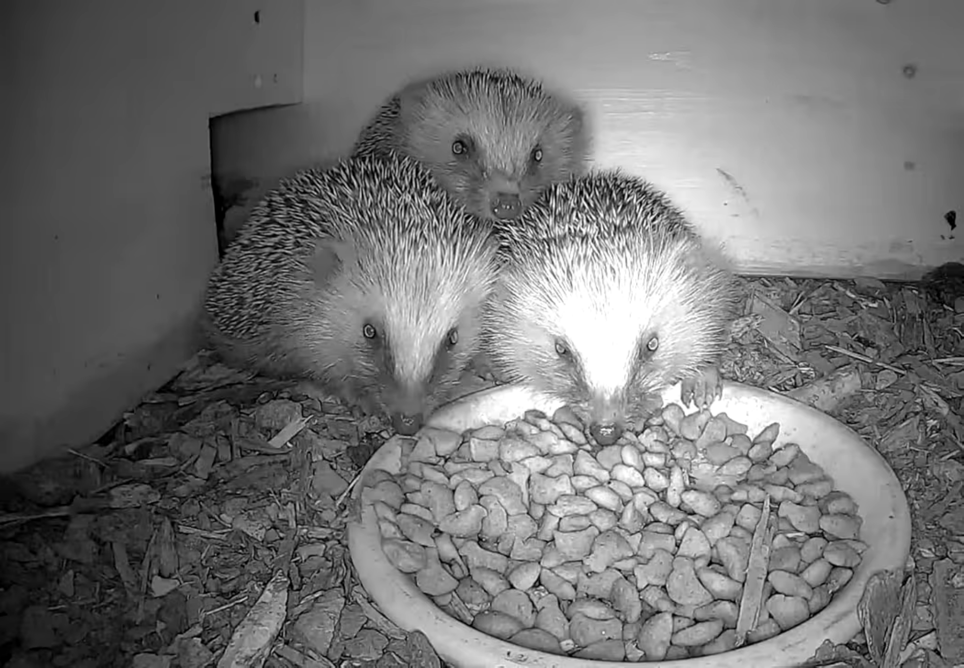 PeekWild Smart Hedgehog House with HD Camera & Solar Power