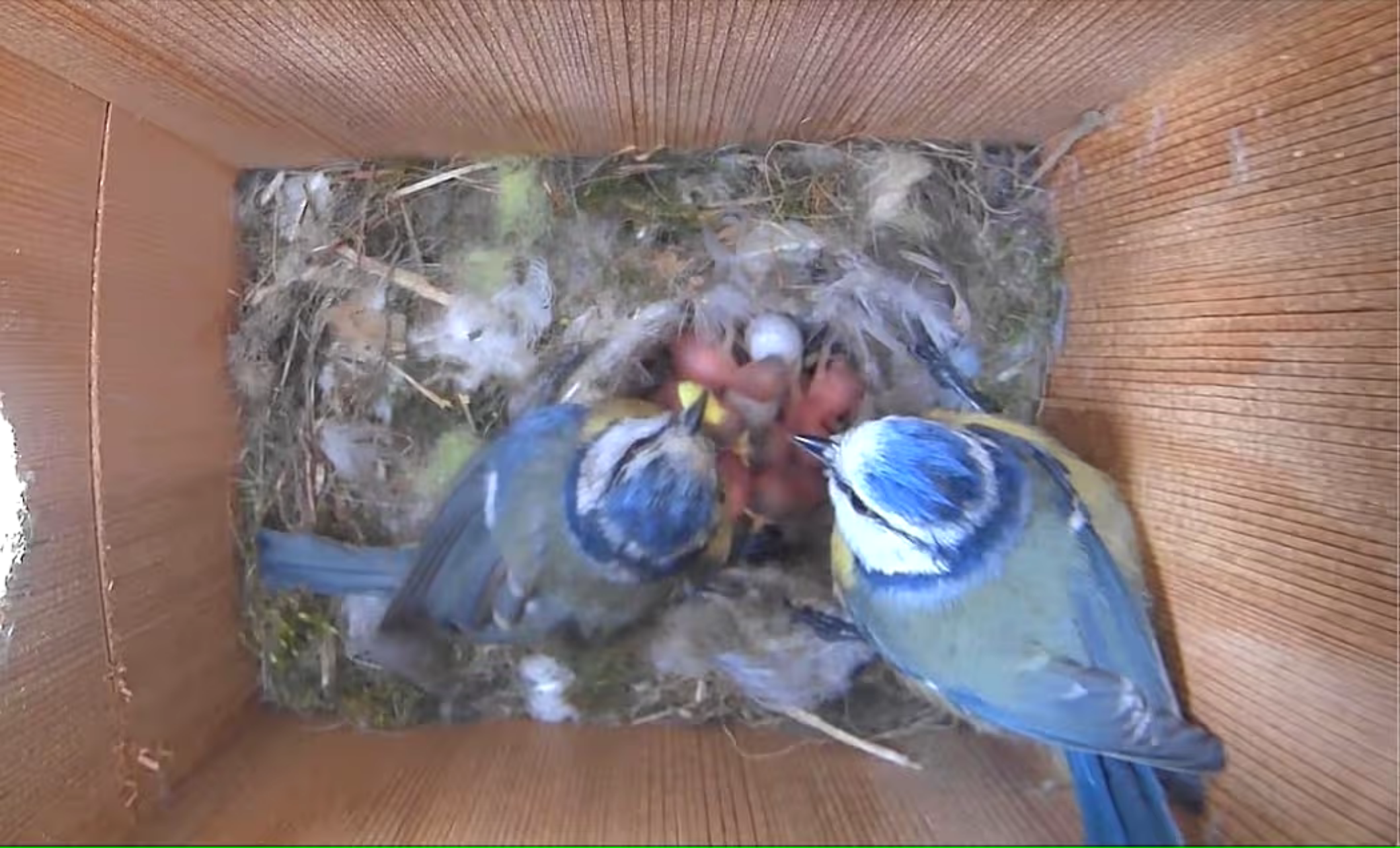 PeekWild Smart Birdhouse with HD Wi-Fi Camera and Solar Panel