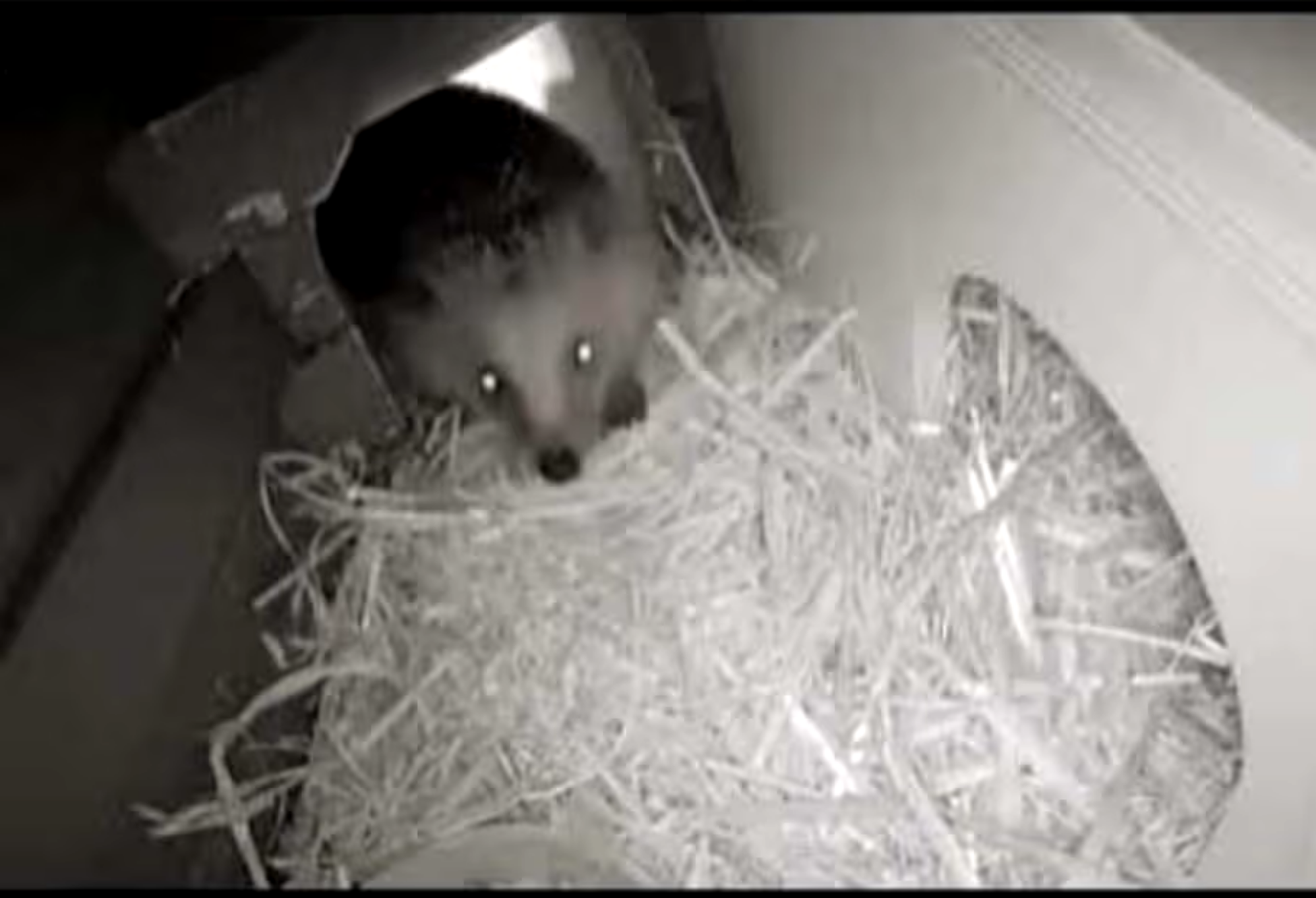 PeekWild Smart Solar Hedgehog Camera – Wildlife Monitoring Kit