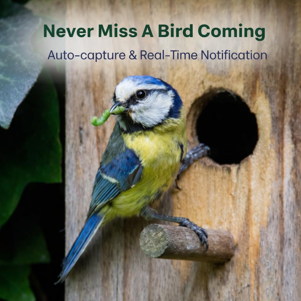 Nest Box Solar Camera For Entrance Monitoring 