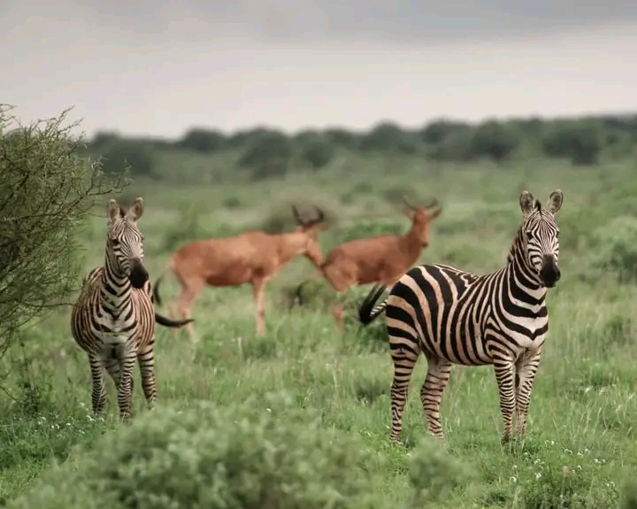 Tsavo East Safari