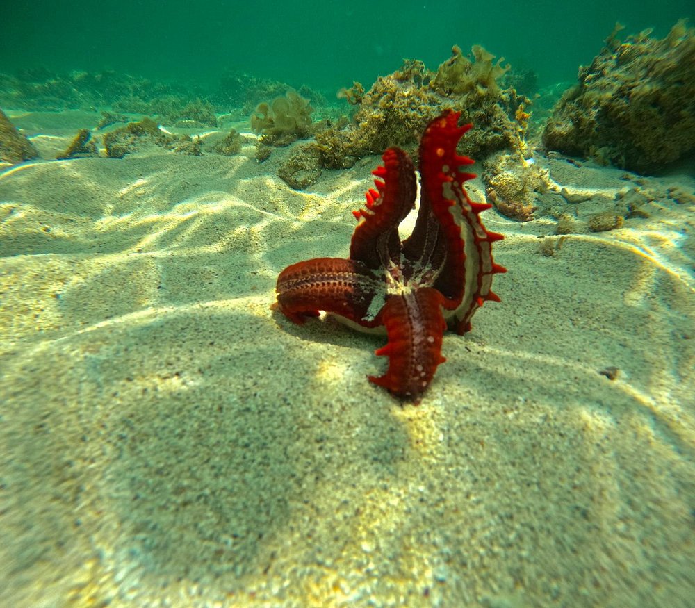 Robinson Island Tour