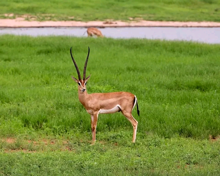 Tsavo East Safari