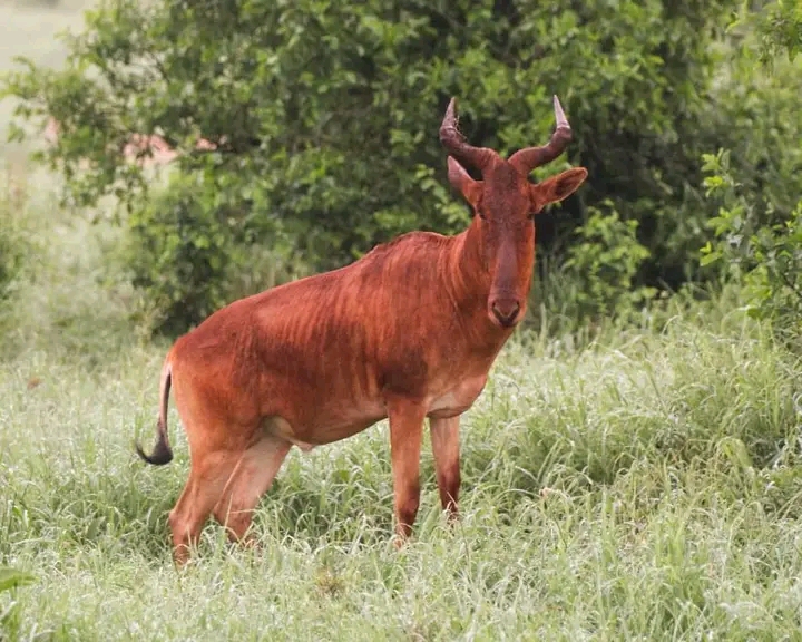 Tsavo East Safari