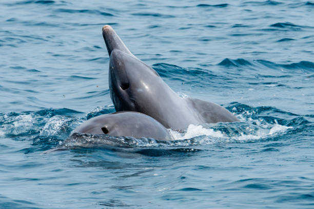 Robinson Island Tour