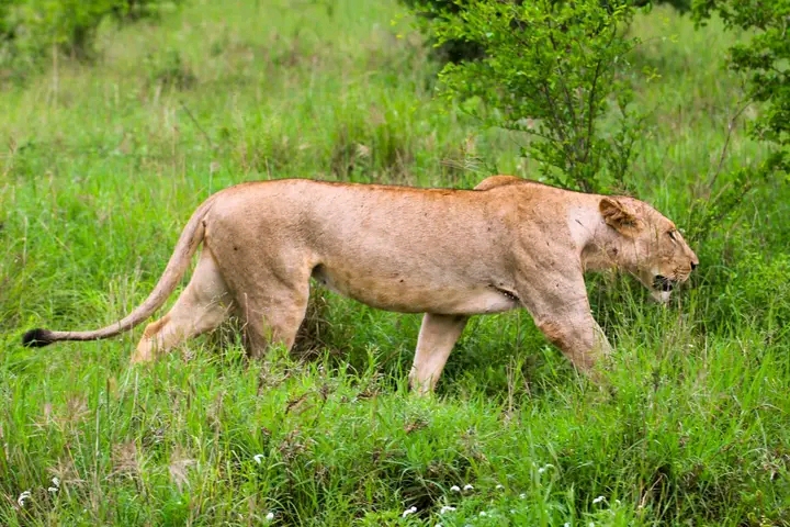 Tsavo East Safari