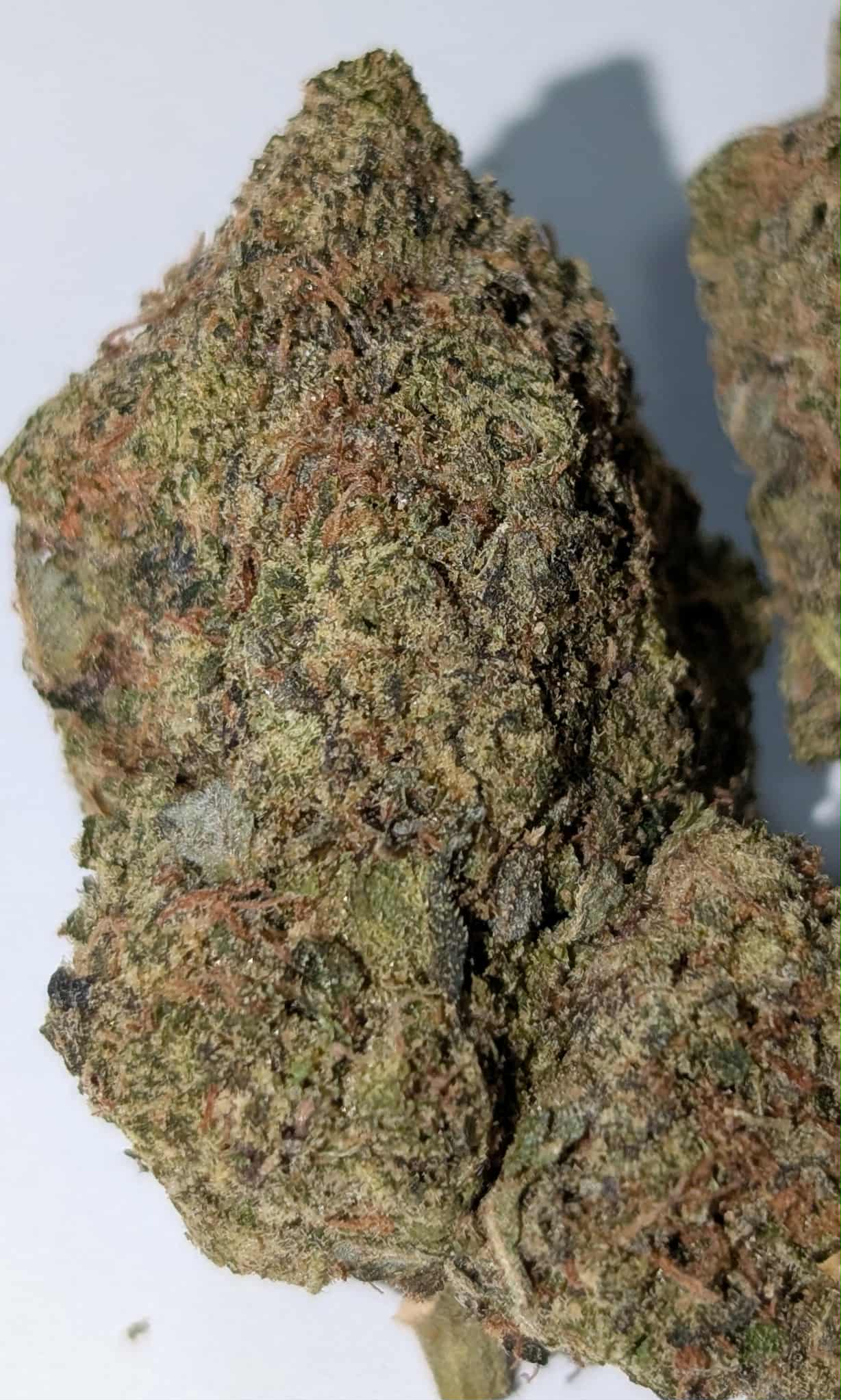 El Jefe - indica dom Rating: 40-60-110