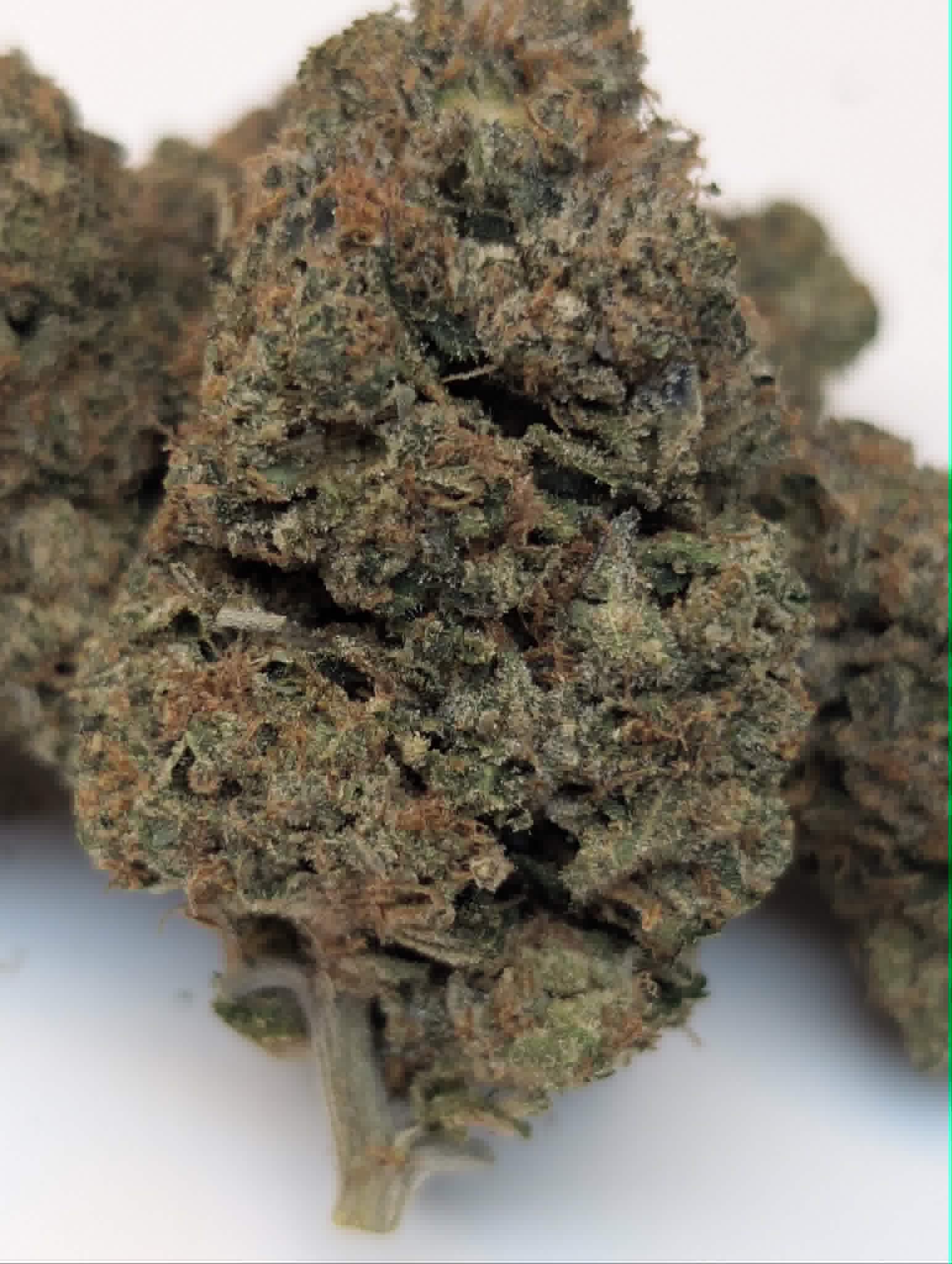 Gastopia - indica dom        Rating: 50-70-130