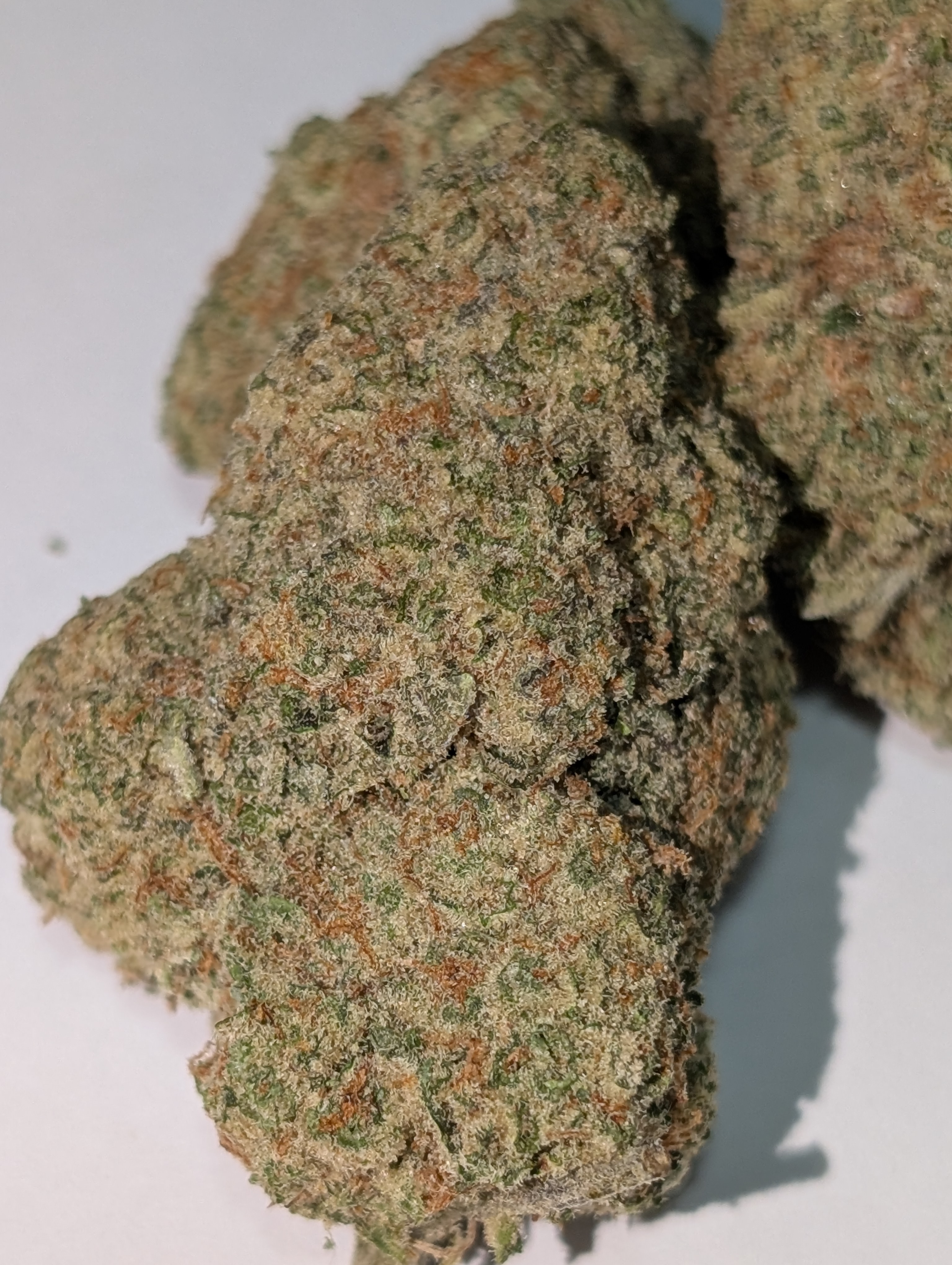 Gorilla'd Cheese - hybrid          Rating: 50-90