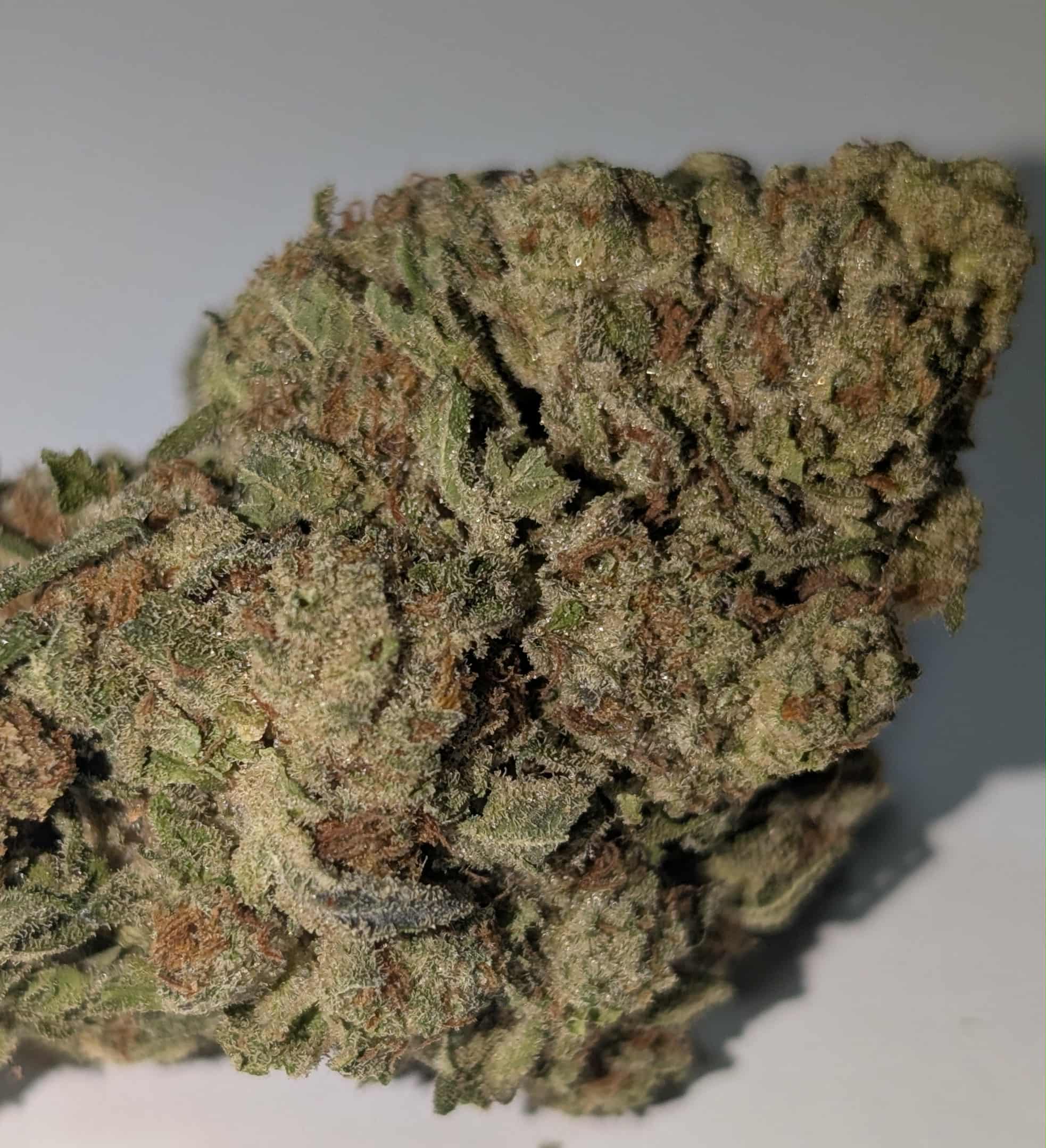Oreoz - indica dom Rating: 40-70