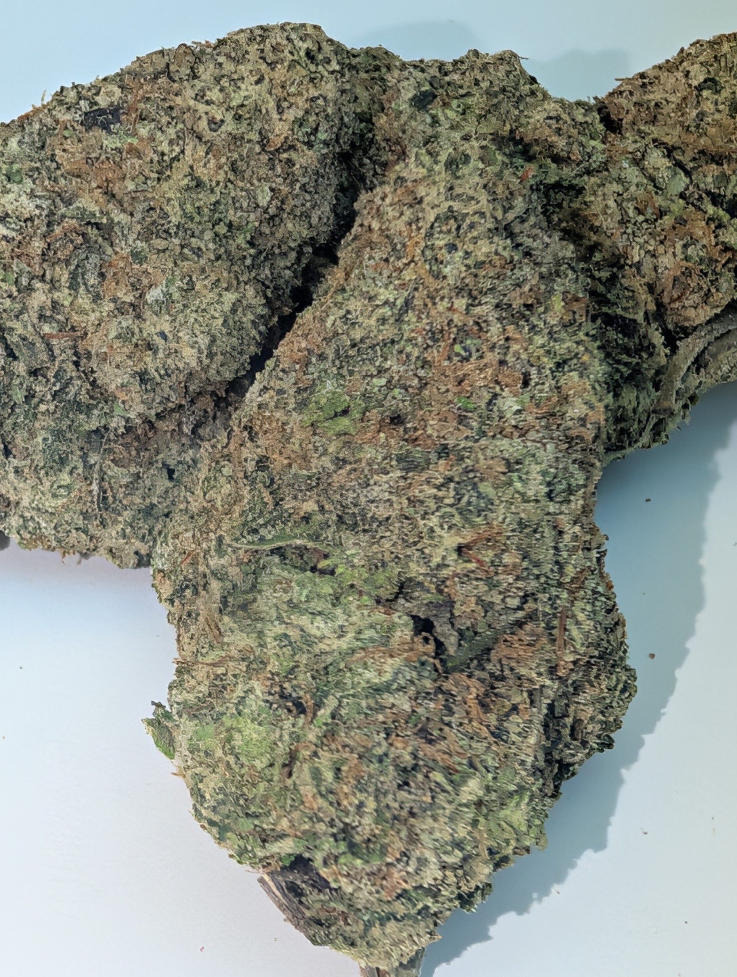 Mace Windu - indica dom        Rating: 50-70-130