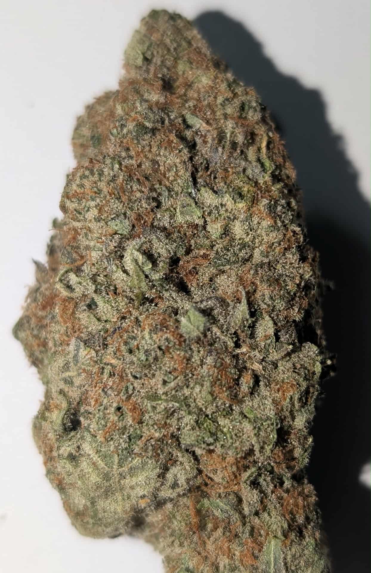 Purple Biscotti - indica dom Rating: 50-100