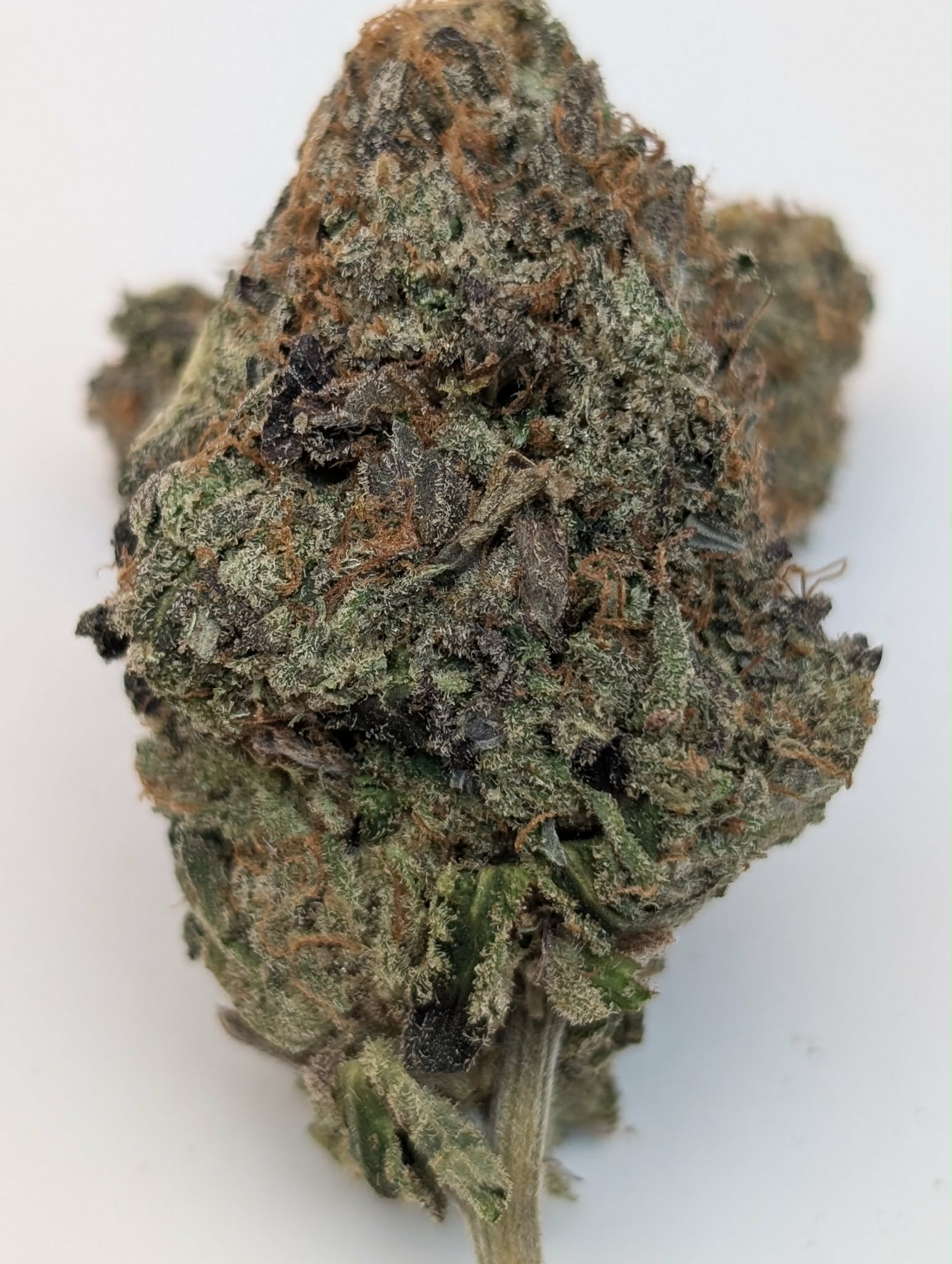 Presidential pink -indica dom.         Rating: 50-70-130