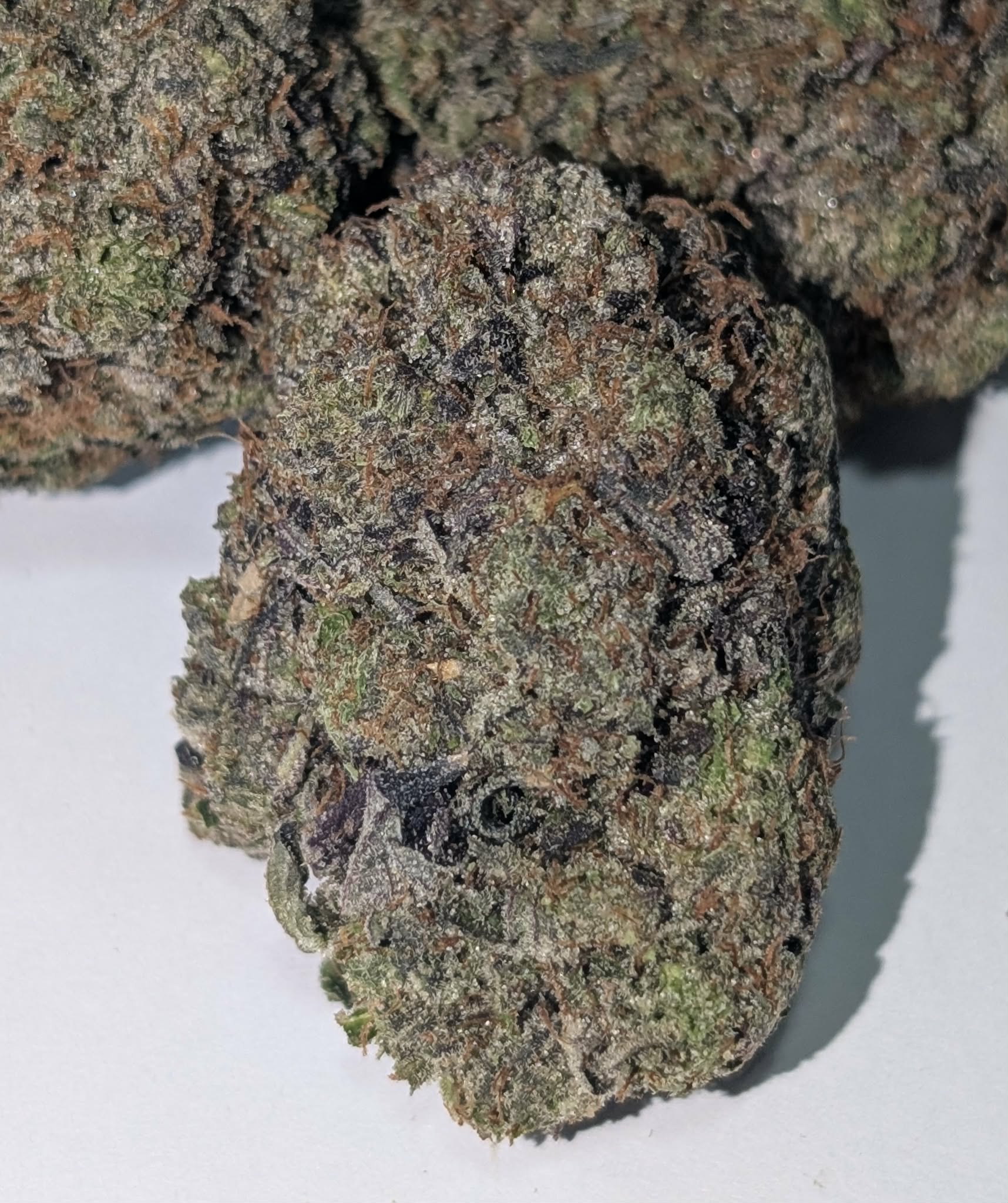 Pink Banner - indica dom          Rating: 50-70-130