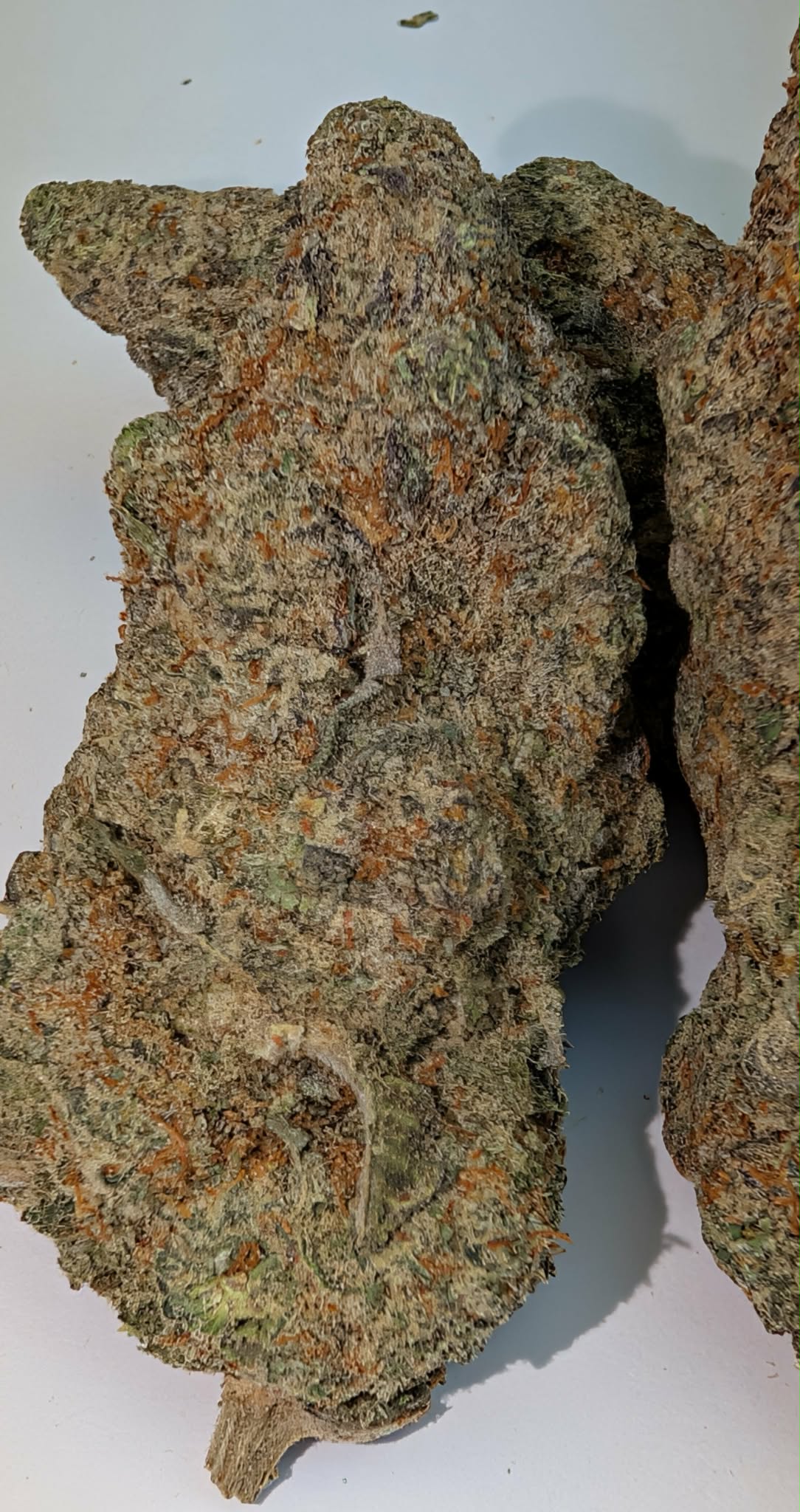 MacLato - indica dom          Rating: 40-60-110