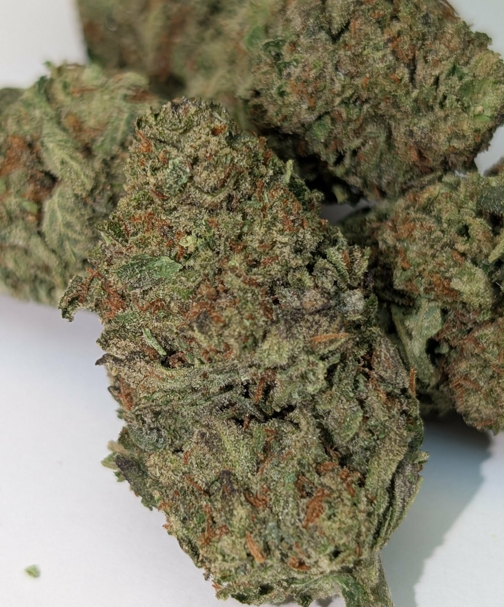 Blue Fin Tuna - indica dom       Rating: 50-100