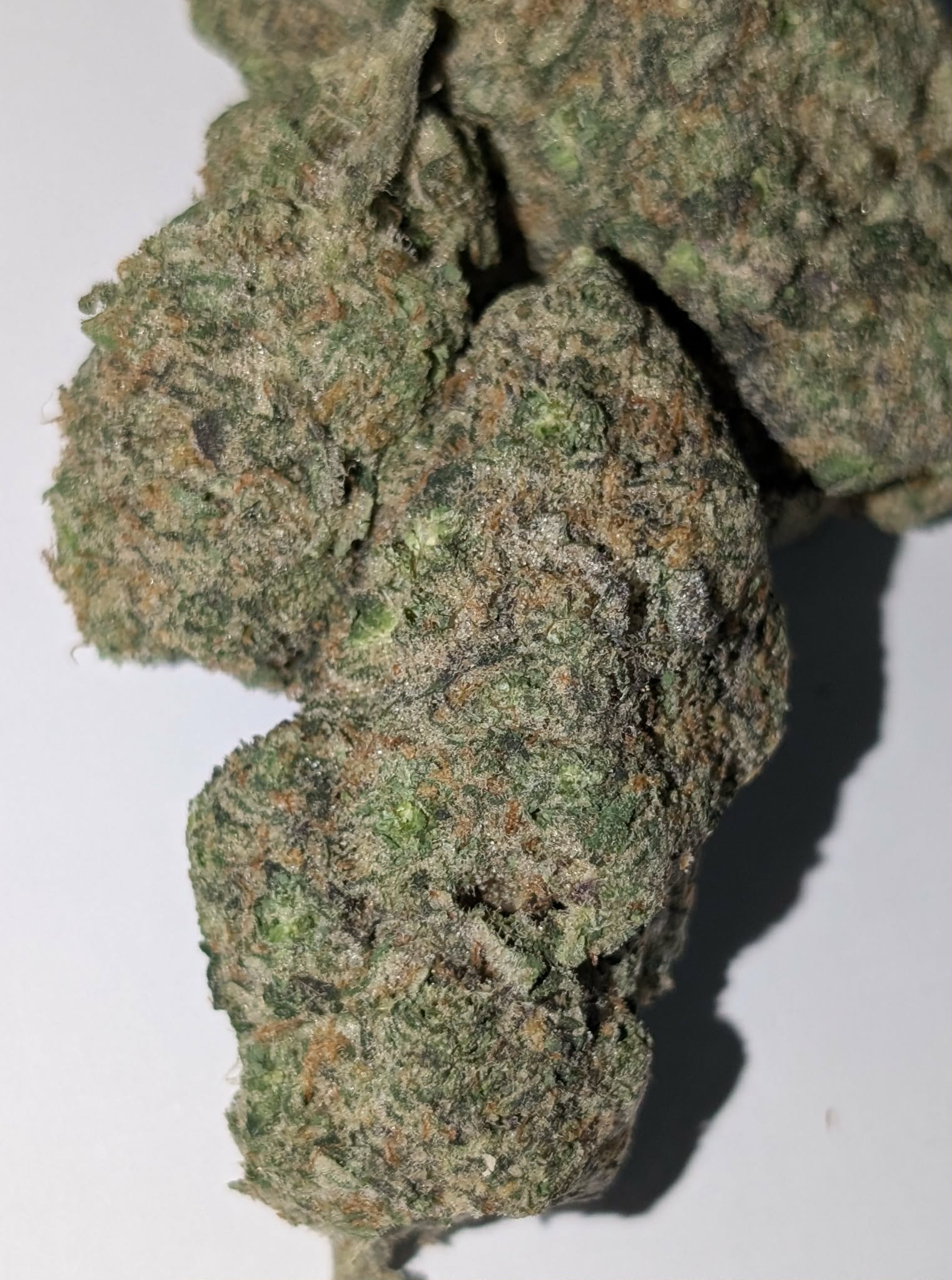 Missionary mango - indica dom             Rating: 40-65-120