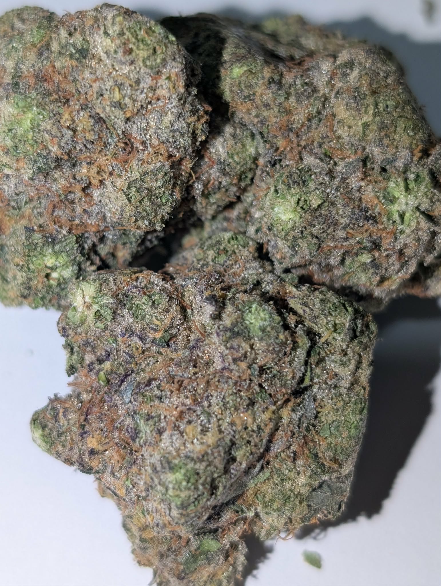 Rainbow Inferno - indica dom         Rating: 50-70-130