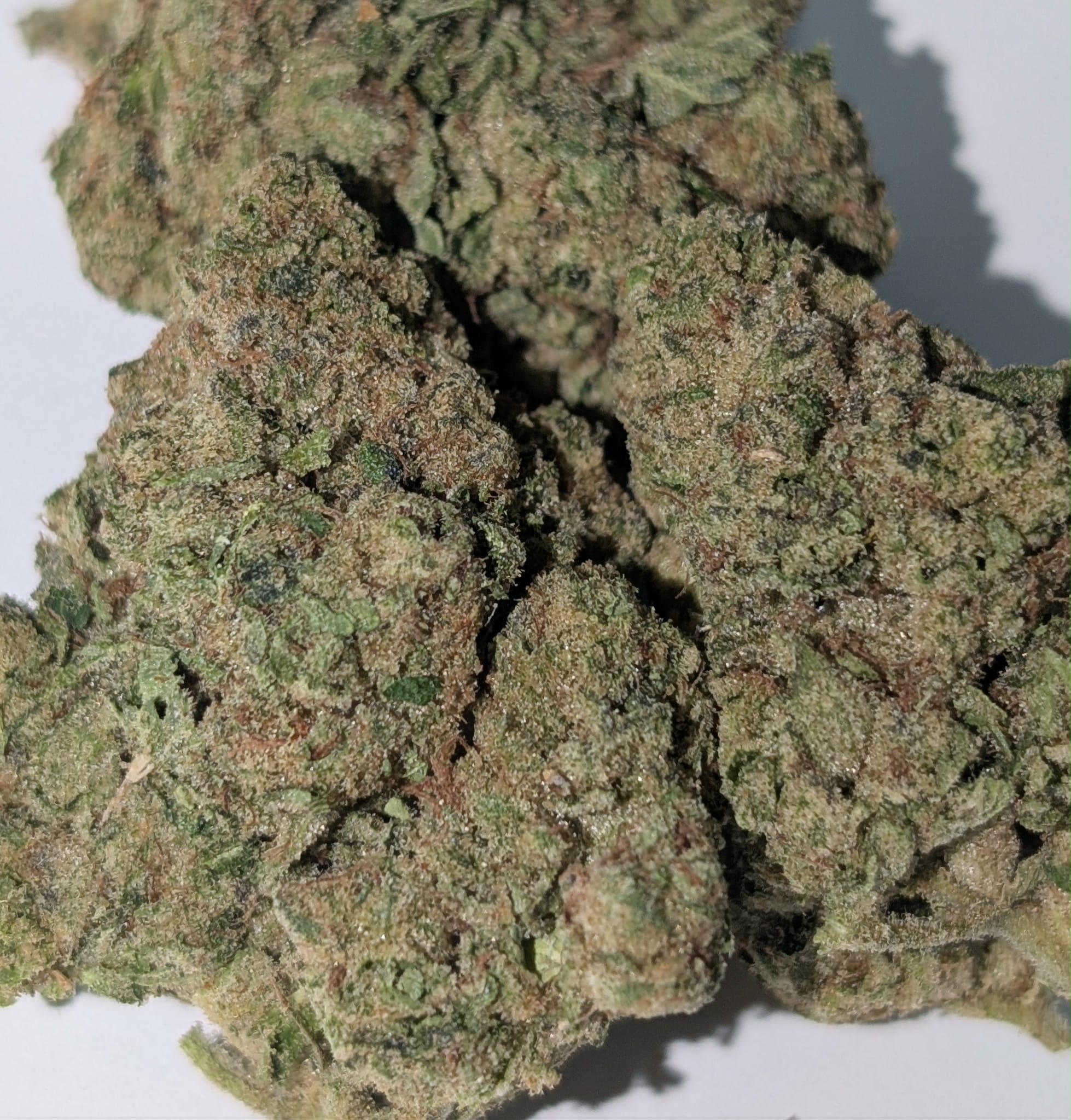 Gorilla Glue #4 - indica dom Rating: 40-60-110