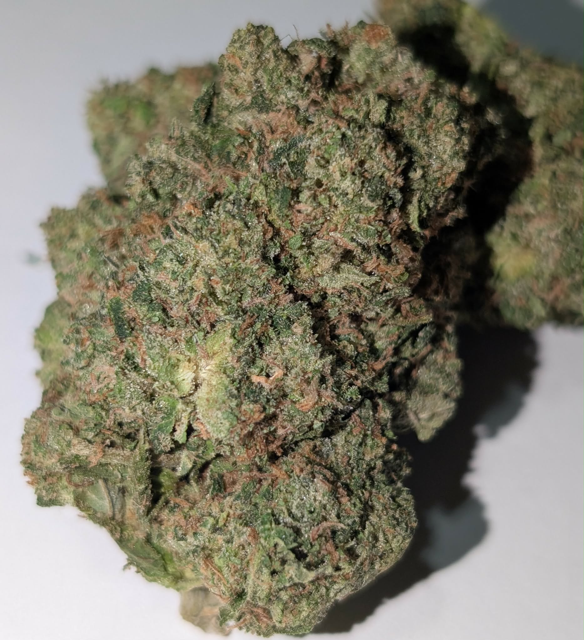 Pink Star - indica dom          Rating: 40-65-120